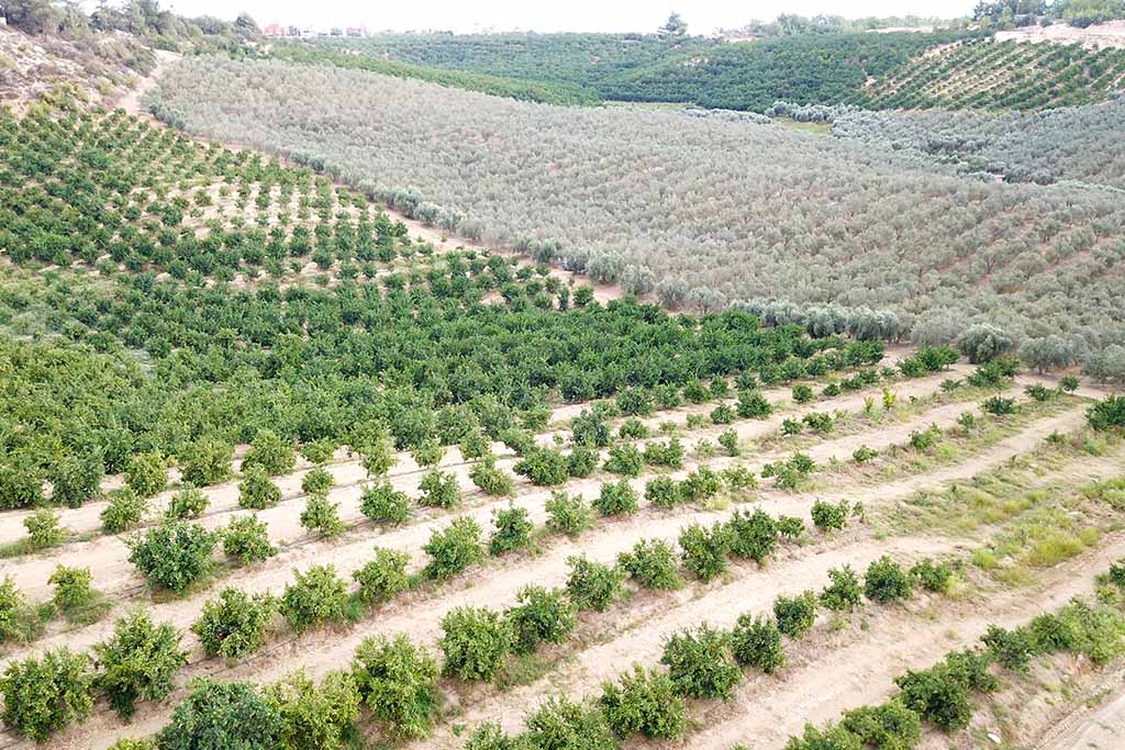 Özçelik İnşaat Group Narenciye ve Zeytinlik-12