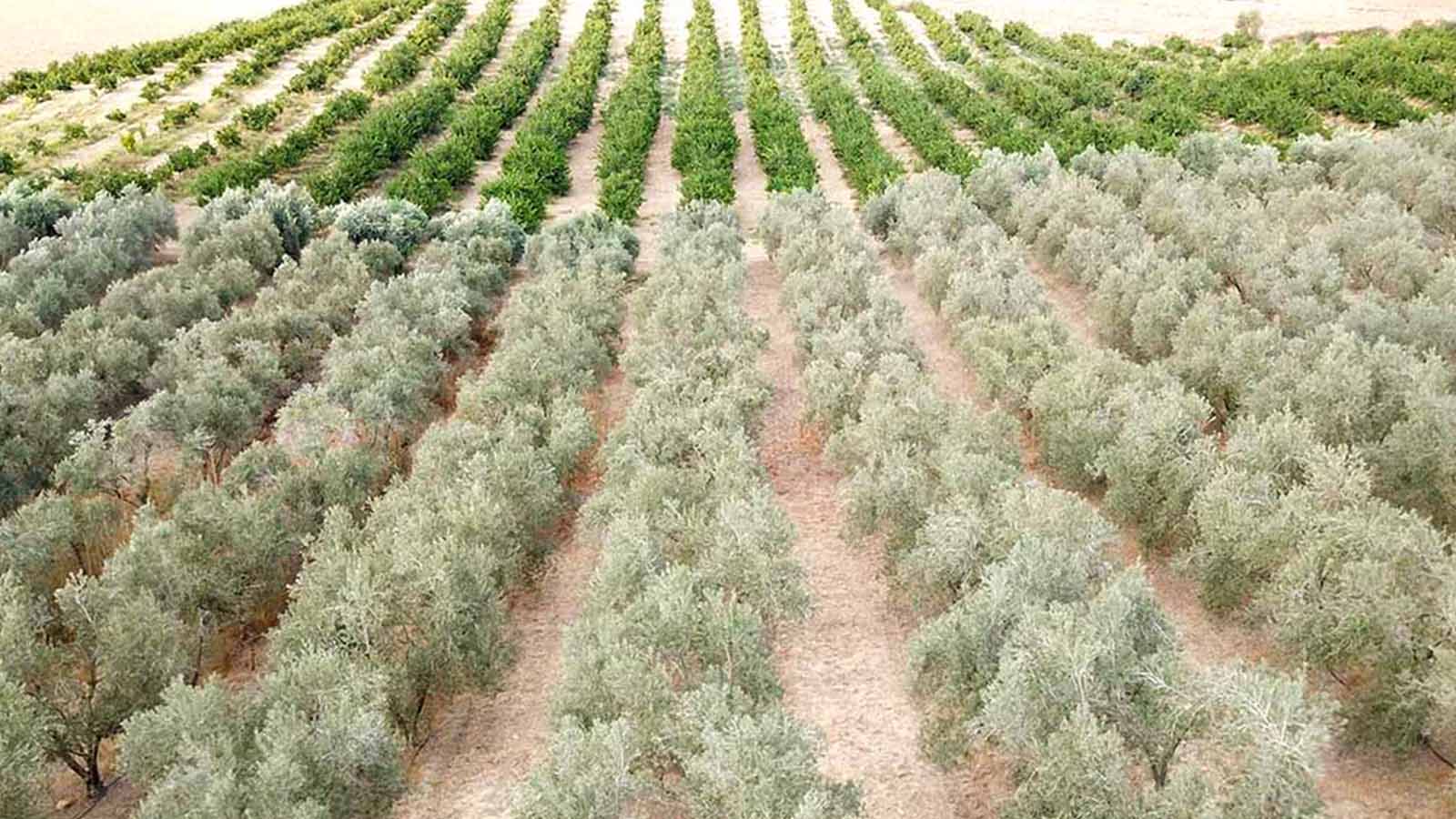 Özçelik İnşaat Group Narenciye ve Zeytinlik-16