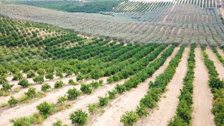 Özçelik İnşaat Group Narenciye ve Zeytinlik-14