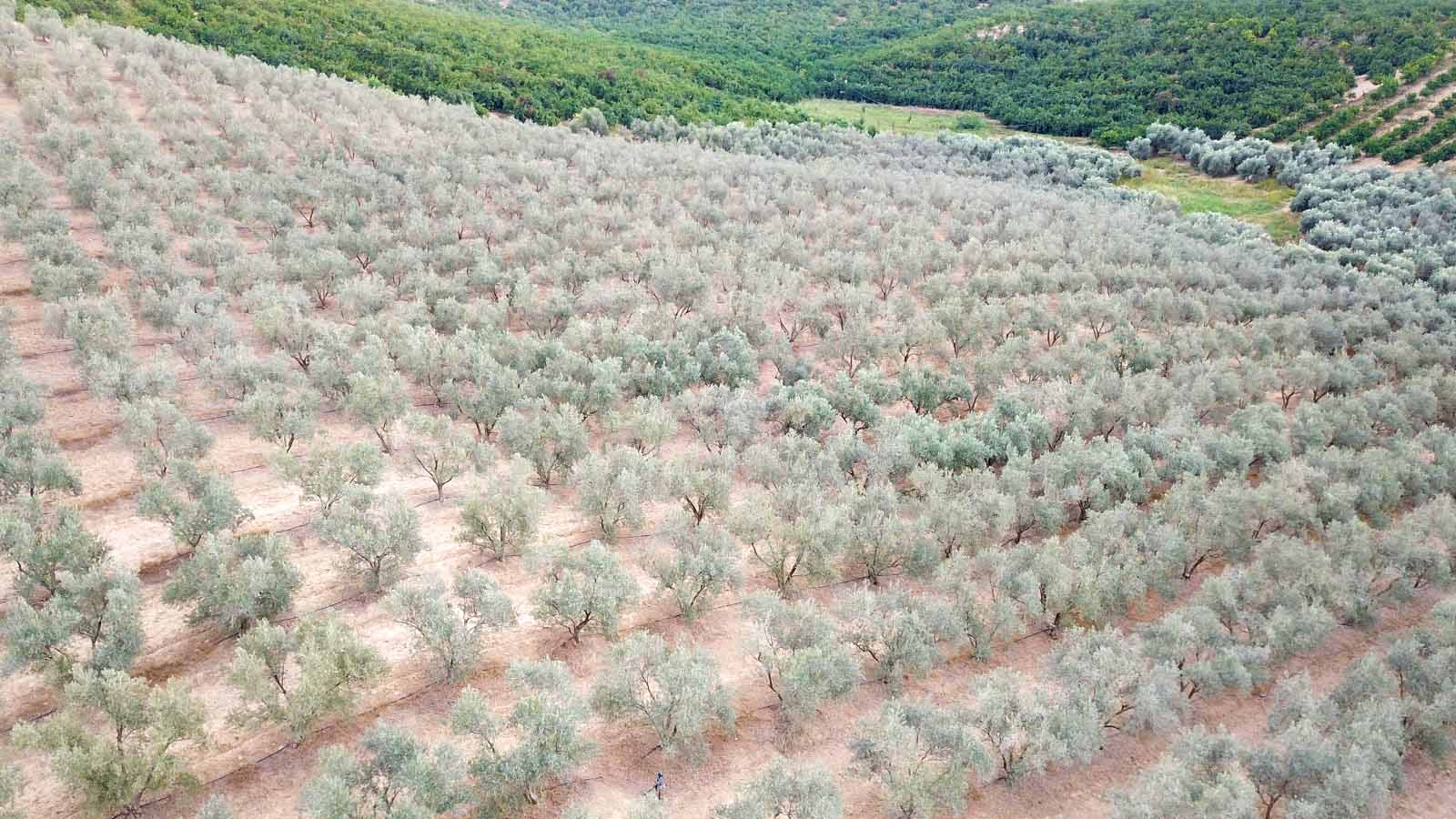 Özçelik İnşaat Group Narenciye ve Zeytinlik-13